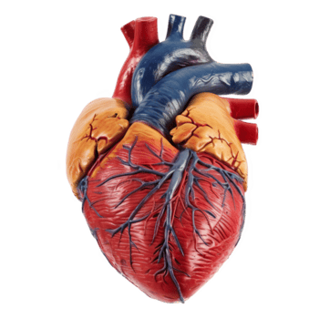 Anatomical Human Heart